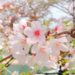 おすすめ桜スポット　桜色に染まる三室山と竜田川